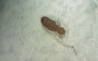 Ordnung Psocoptera (Shipley, 1904)